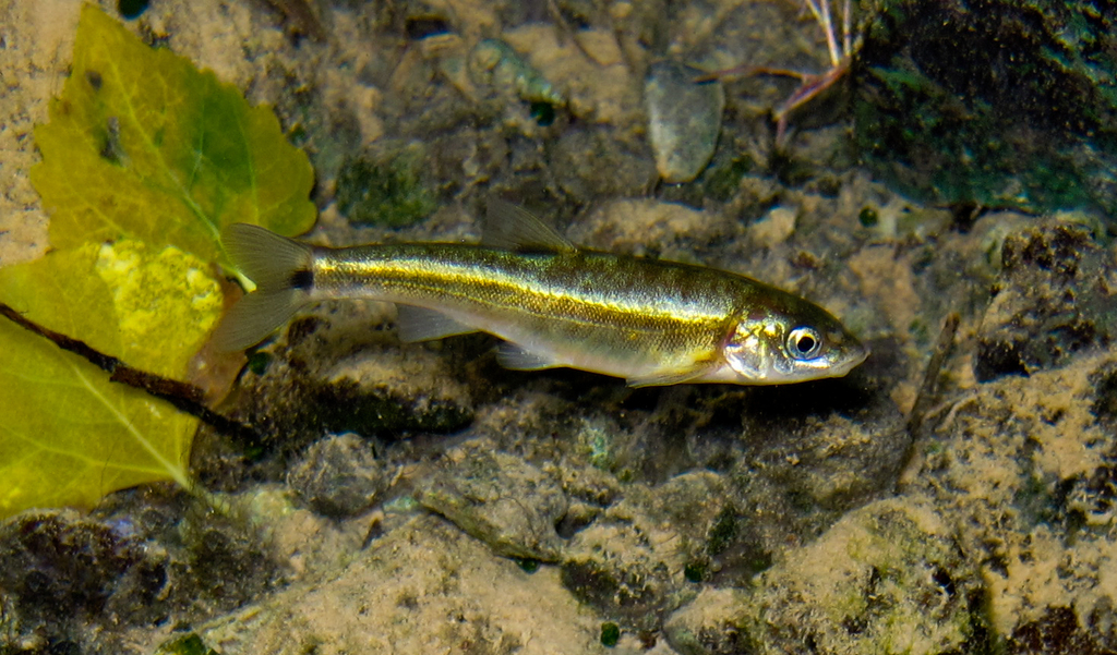 Moapa Dace