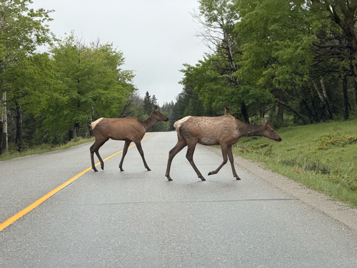 Elk observed by ecoem22