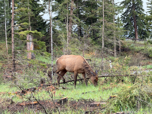 Elk observed by ecoem22