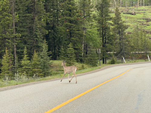 White-tailed Deer observed by ecoem22