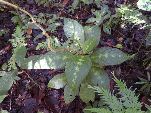Laportea decumana observed 2025-09-17