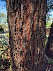 Eucalyptus sideroxylon