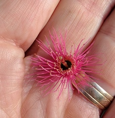 Eucalyptus sideroxylon
