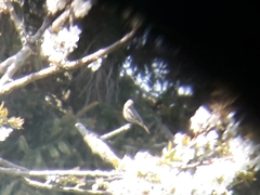 Phoenicurus ochruros