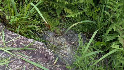Black-spotted Frog