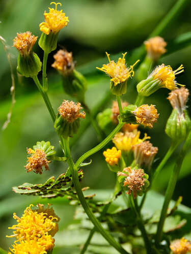 Senecio aronicoides observed 2026-06-01