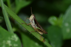 Spathosternum prasiniferum