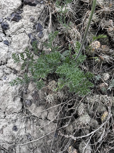Lomatium foeniculaceum, photograph 3