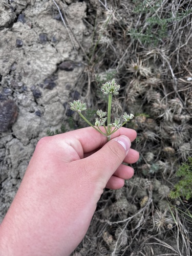 Lomatium foeniculaceum observed 2026-06-01