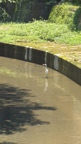 大白鷺 observed by ra31rain