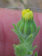 Madia gracilis, photograph author not stated, no rights reserved