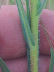 Madia gracilis, photograph author not stated, no rights reserved
