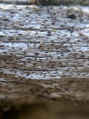 Xylographa trunciseda