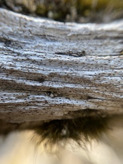 Xylographa trunciseda