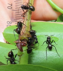 Camponotus arminius