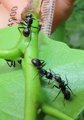 Camponotus arminius
