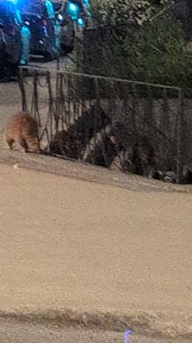 Raton laveur commun observed by vincent54913
