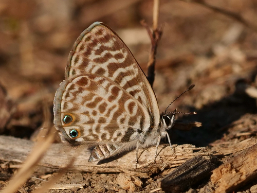 Lang's Short-tailed Blue