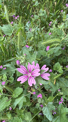 Common Mallow