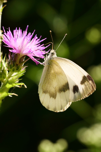 Krüper's Small White