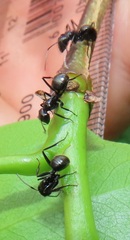 Camponotus arminius