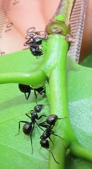 Camponotus arminius