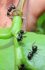 Camponotus arminius