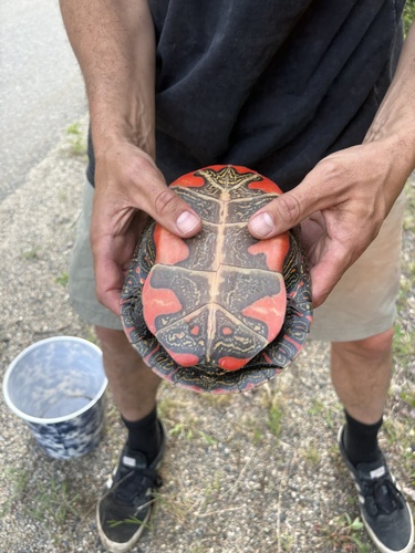 Western Painted Turtle observed by rickytindall