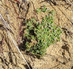 Euphorbia polycarpa polycarpa