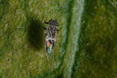 Bactericera cockerelli