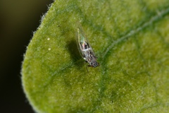 Bactericera cockerelli