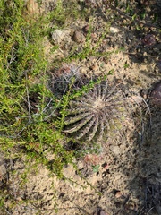 Ferocactus viridescens