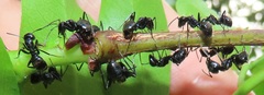 Camponotus arminius