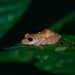 New River South American Rain Frog - Photo (c) Bernard DUPONT, some rights reserved (CC BY-SA)