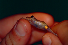 New River Robber Frog photo 5