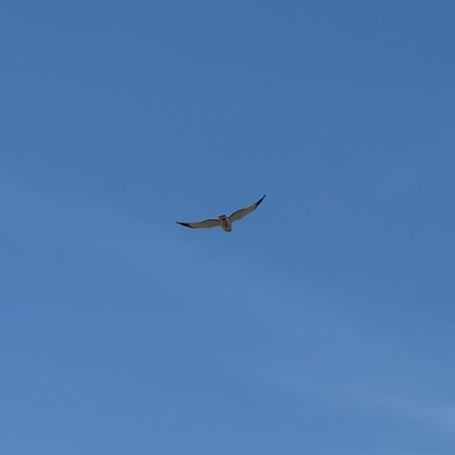 Northern Harrier observed by sbatory