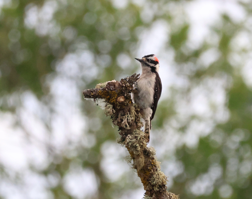 Downy Woodpecker observed by ellarader