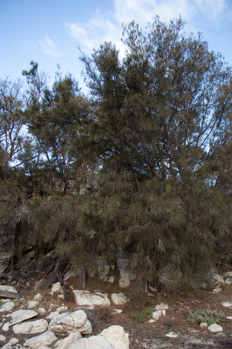 Casuarina obesa, photograph 5