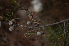 Casuarina obesa