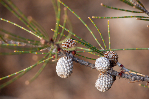 Casuarina obesa, photograph 1
