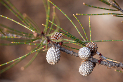 Casuarina obesa, photograph (c) Carmon, some rights reserved (CC BY-SA)