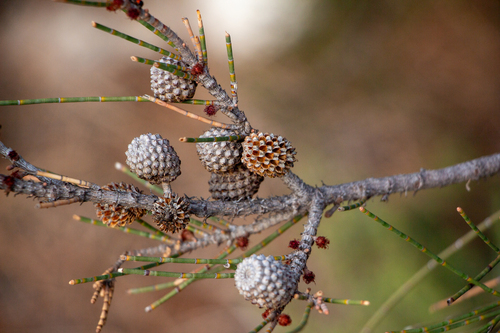 Casuarina obesa observed 2026-06-01