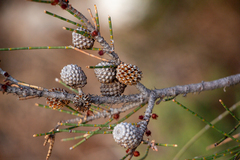 Casuarina obesa, photograph (c) Carmon, some rights reserved (CC BY-SA)