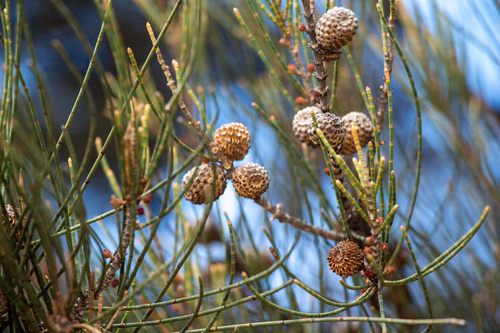 Casuarina obesa, photograph 2