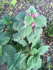 Lamium orvala