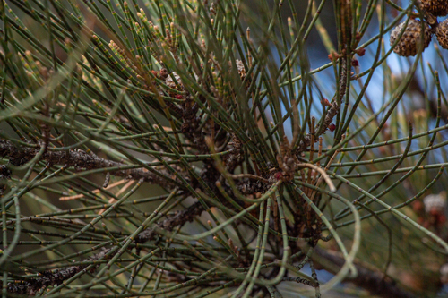 Casuarina obesa, photograph 4