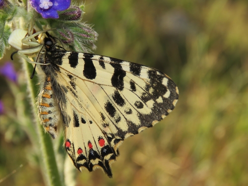Eastern Festoon