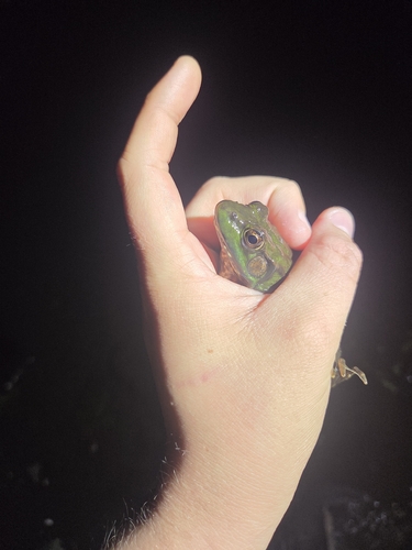 Green Frog observed by remtomologist