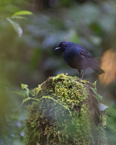 Great Shortwing (Heinrichia calligyna), photo 2