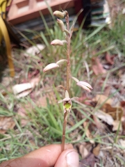 Pachystoma pubescens